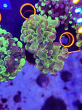 2H DR Phat Polyp Hammer