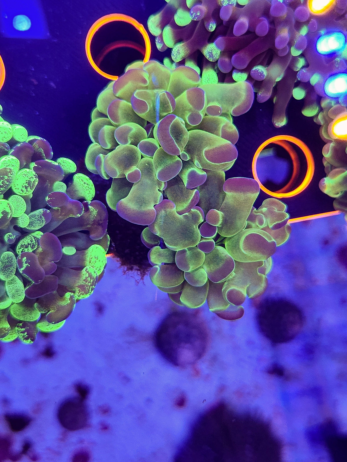 2H DR Phat Polyp Hammer