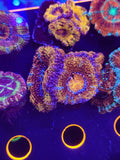 DR Rainbow Acan w/babies!