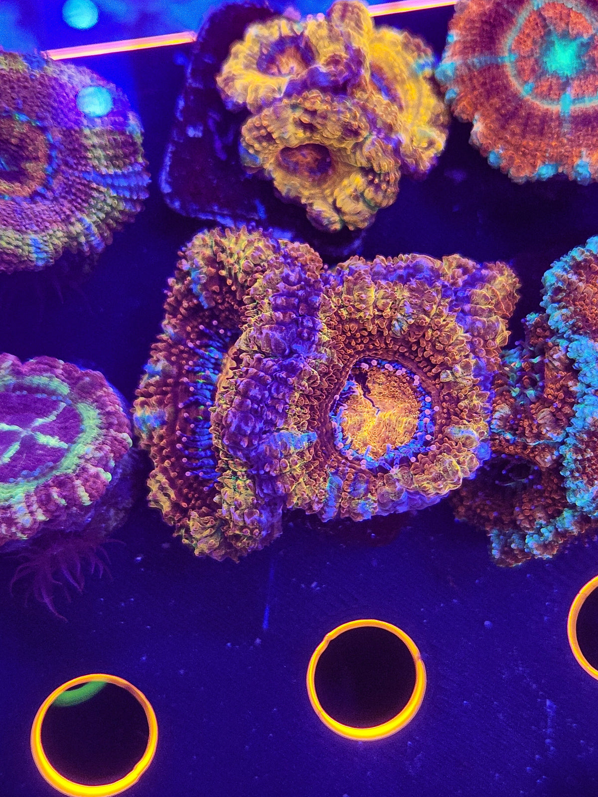 DR Rainbow Acan w/babies!