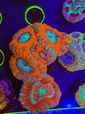 Asian Fathead Acan Mini Colony