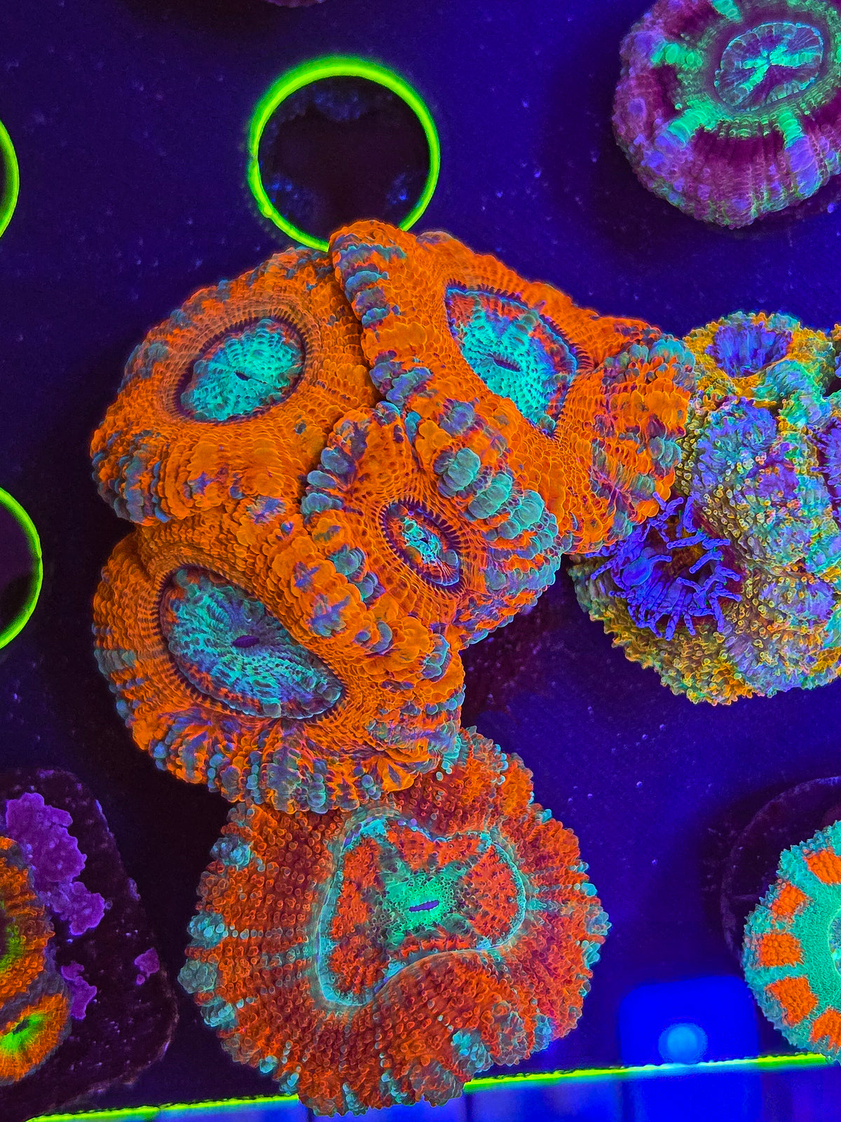 Asian Fathead Acan Mini Colony