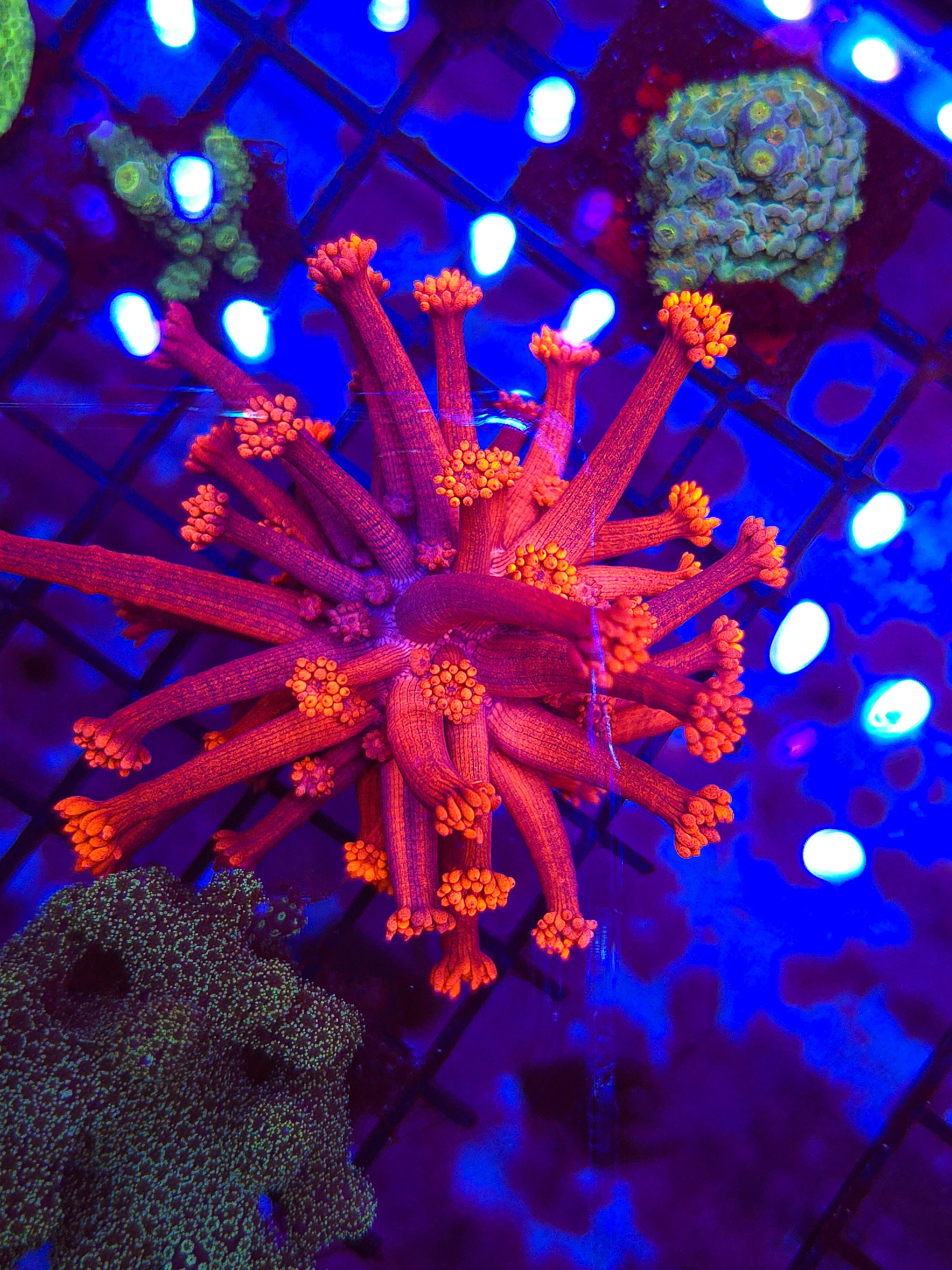 DR Harley Quinn Grafted Goni Colony