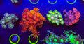 Collector Level  Grafted/Glitter Goni Pack