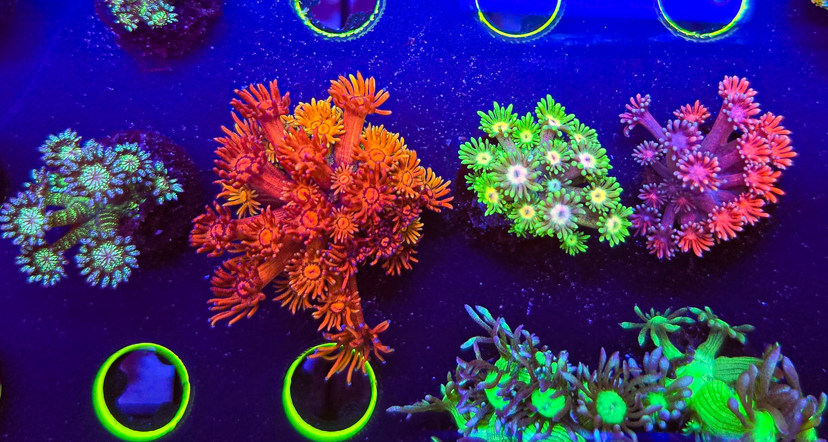 Collector Level  Grafted/Glitter Goni Pack