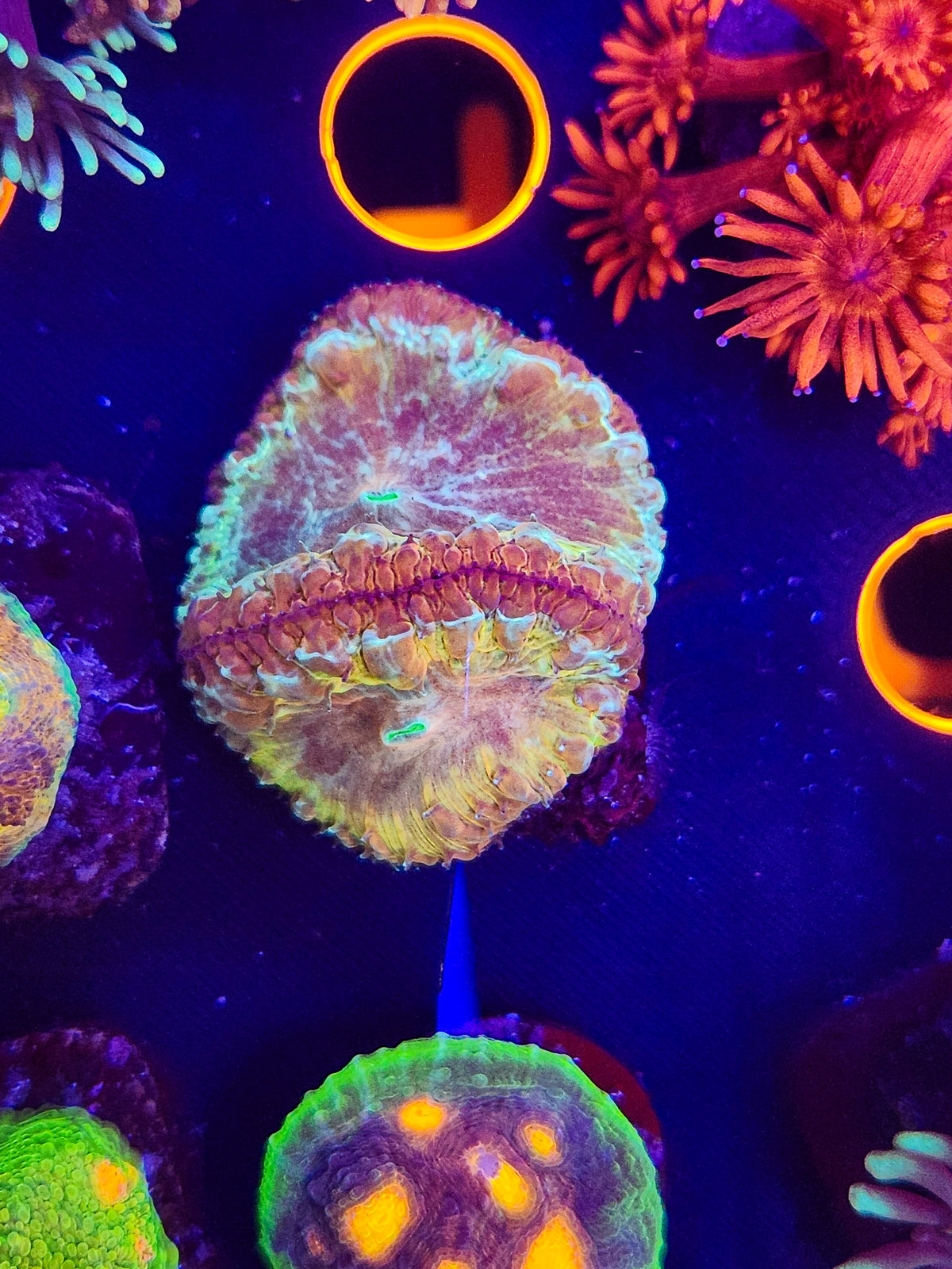 Rainbow Blasto