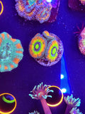 UFO Holy Grail Acan w/babies!