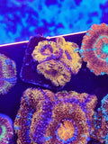 Orange Master Blaster Acan(gets green streaks!)