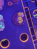 Fruit Loops Zoa