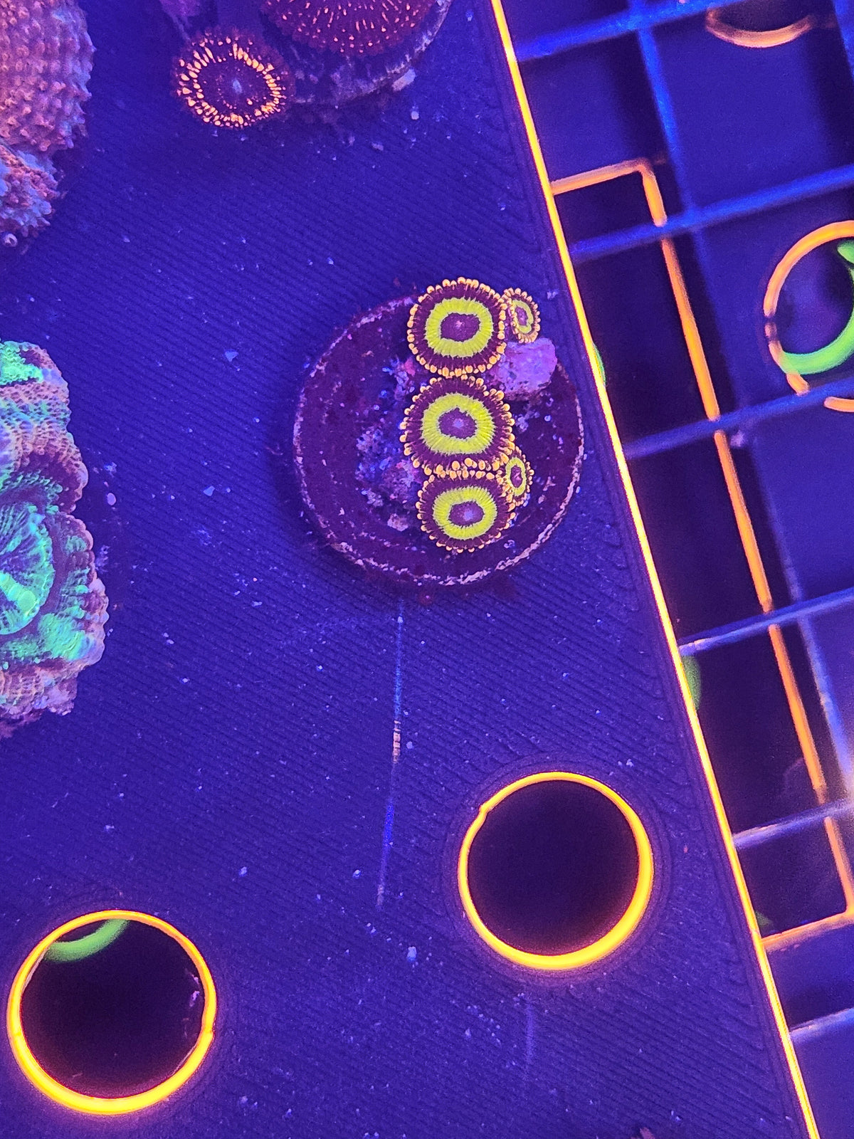 Fruit Loops Zoa